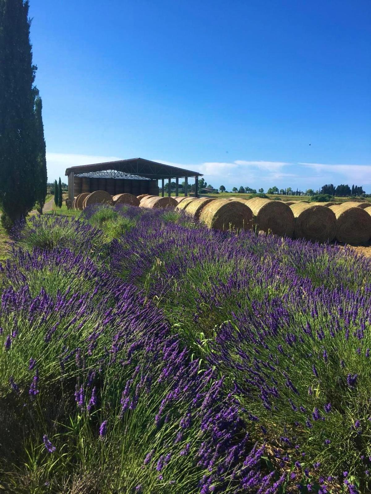 Tenuta Saracone Montalto di Castro Eksteriør billede